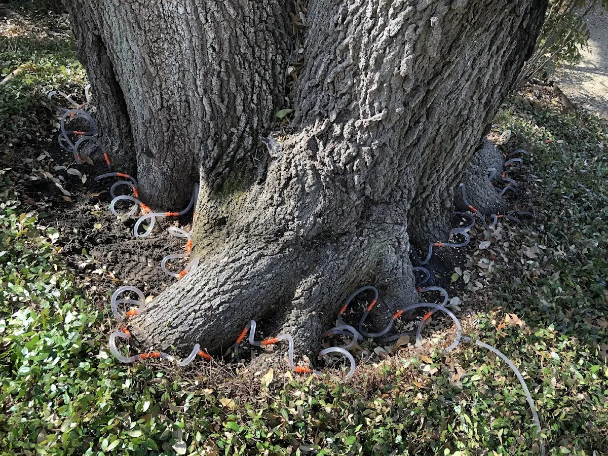 Detailed Tree Cabling and Bracing job site in Mc Indoe Falls