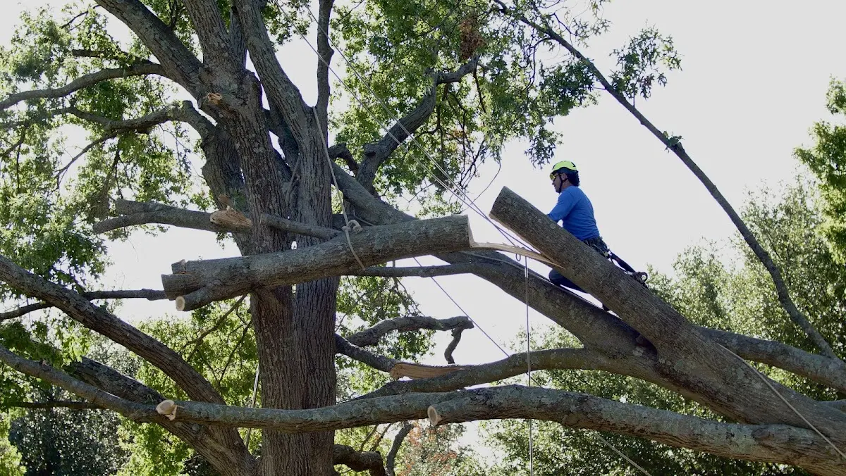 Professional Crown Thinning performed by certified arborists in Mc Indoe Falls